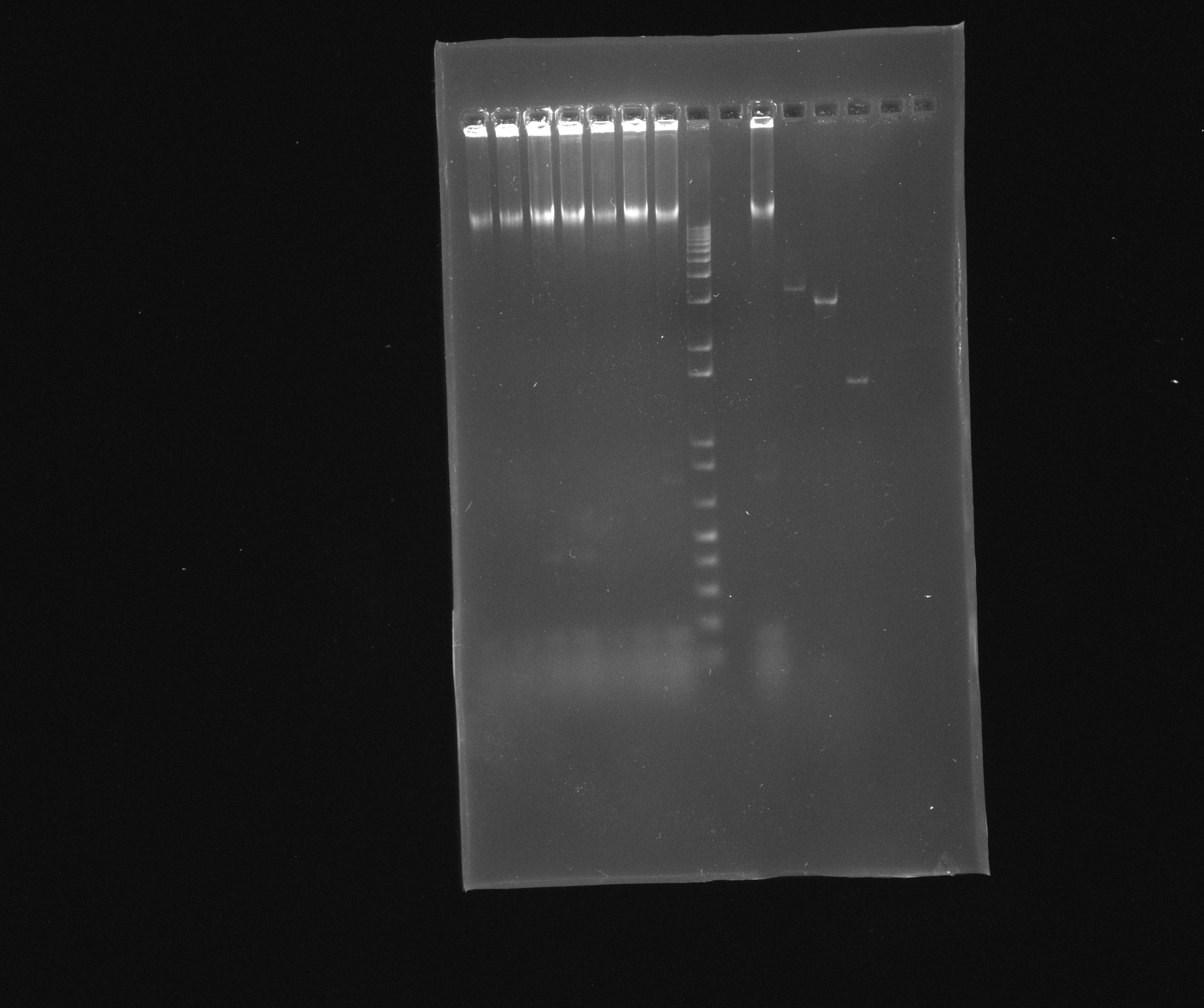 2013-07-09 nir PCR product..jpg