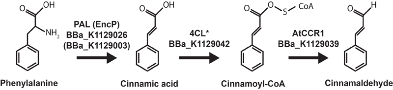 UBC-Cinnamic-Acid-structure.png