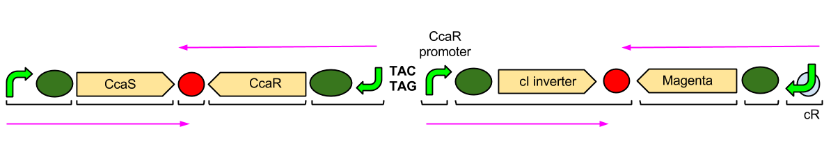 Diagram of Green plasmid for site.png