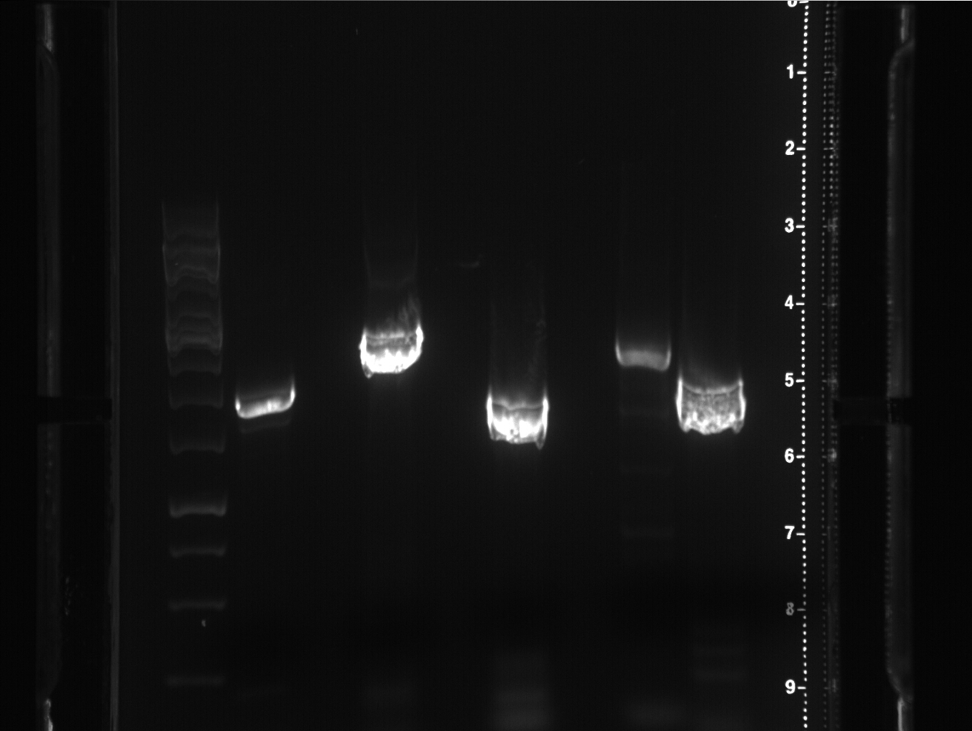 1 02 05 PCR1-5.jpg