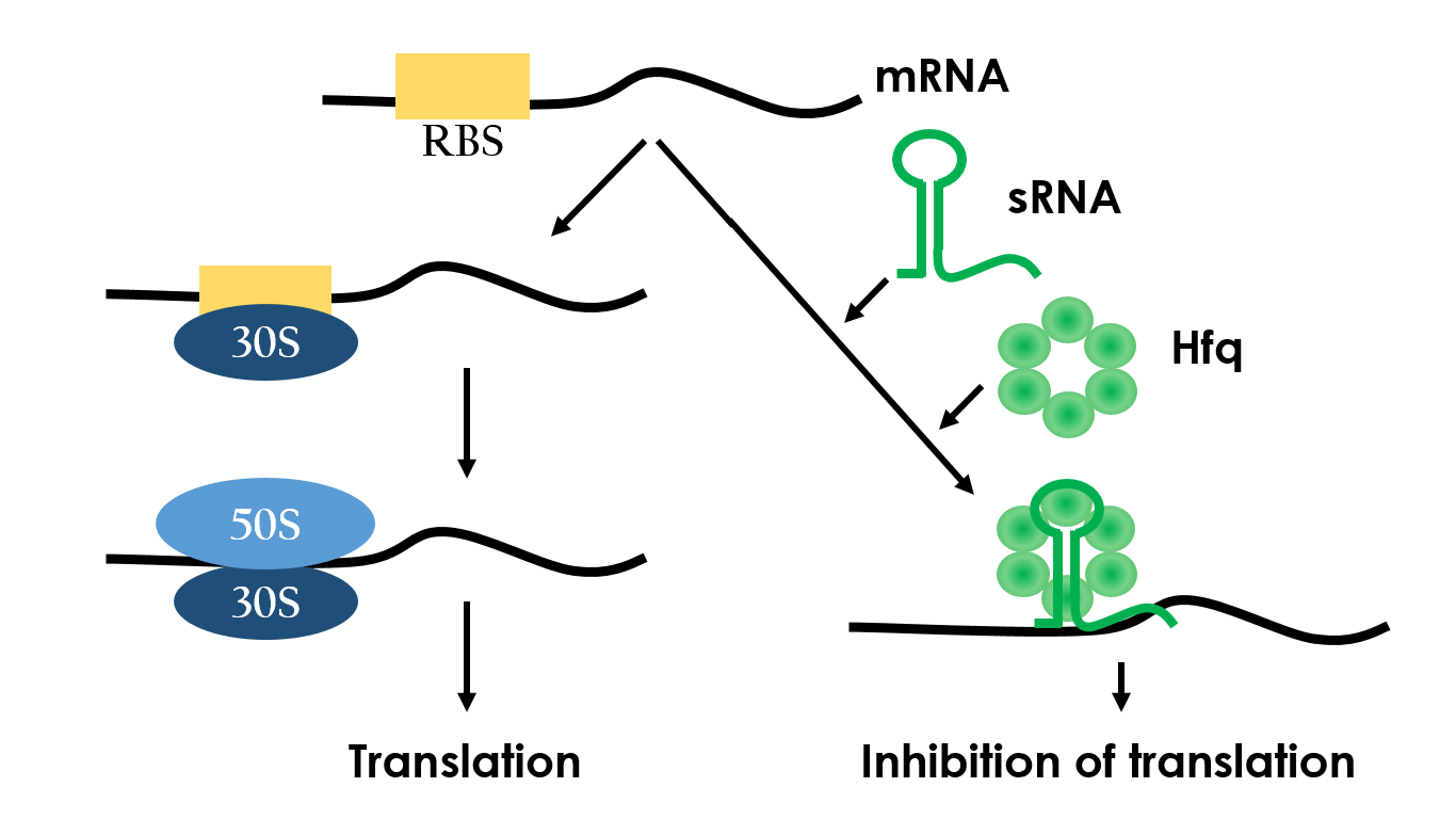 Fig 8. Hfq and a small RNA may sequester the ribosome-binding site of a target mRNA, thus blocking binding of the 30S and 50S ribosomal subunits and repressing translation.