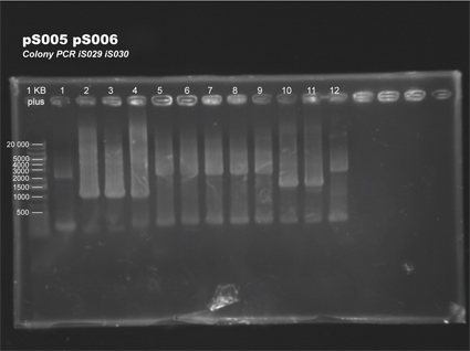 130828 pS005 pS006 Colony PCR iS029 iS030.jpg
