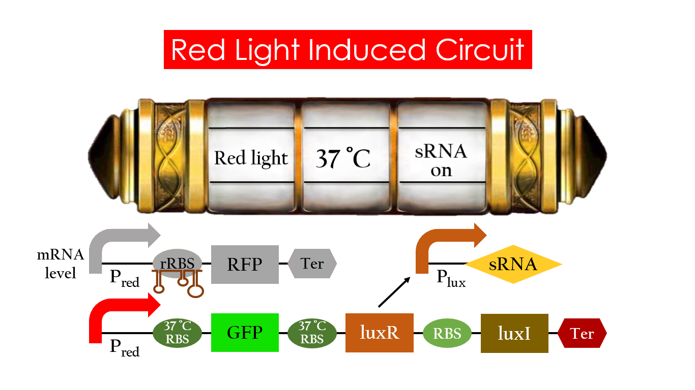 Fig 16. GFP expression under the condition of red light and 37°C.