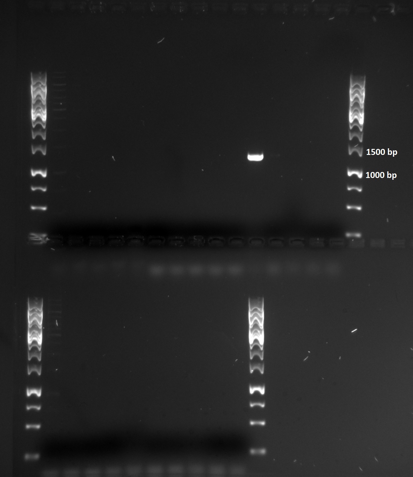 PCR tat PRG.jpg