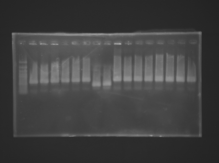 13-09-30 Colony PCR pS013' pS013*.png