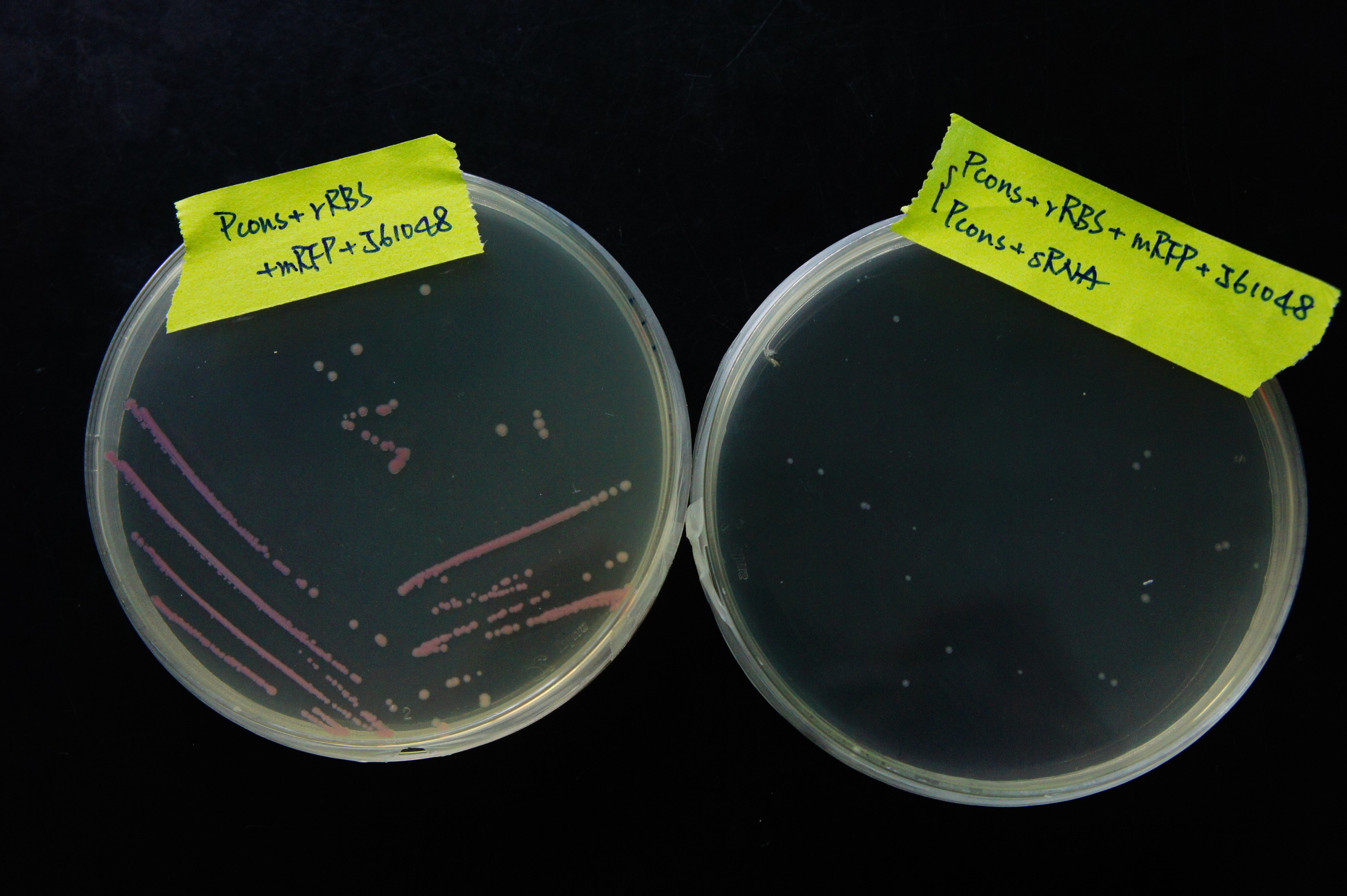 Figure 14. The bacterial colonies with sRNA shows no clear sign of RFP expression, while the colonies without sRNA do.