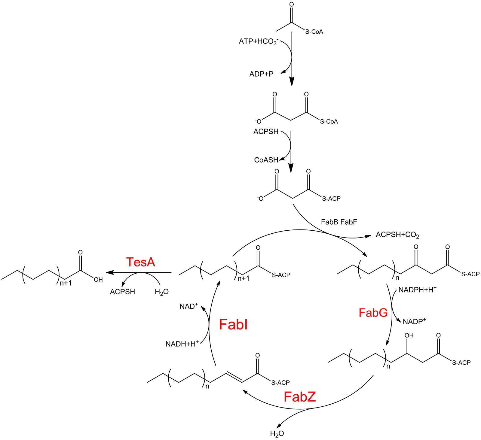 13sjtumzfFatty acid Biosynthetic Pathway s.jpg