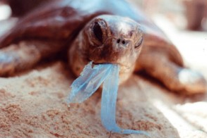 Plastic tortoise.png