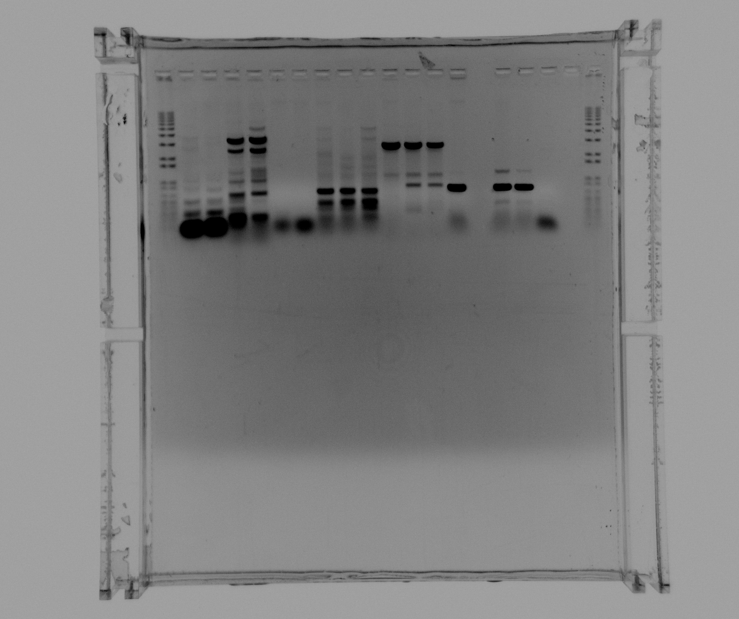 2013-08-02 Nir and Nir single genes.jpg