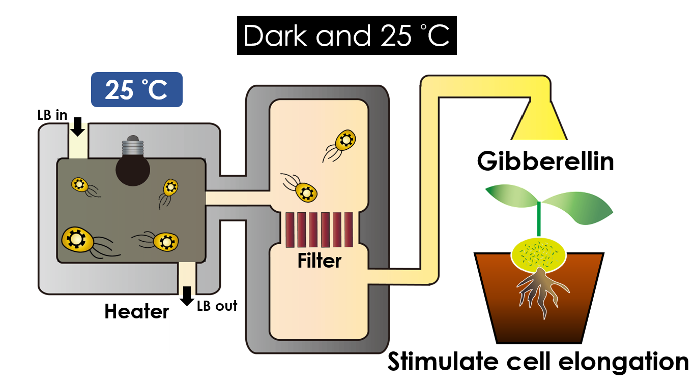 Fig 23.  Gibberellin production under the condition of dark and 30°C