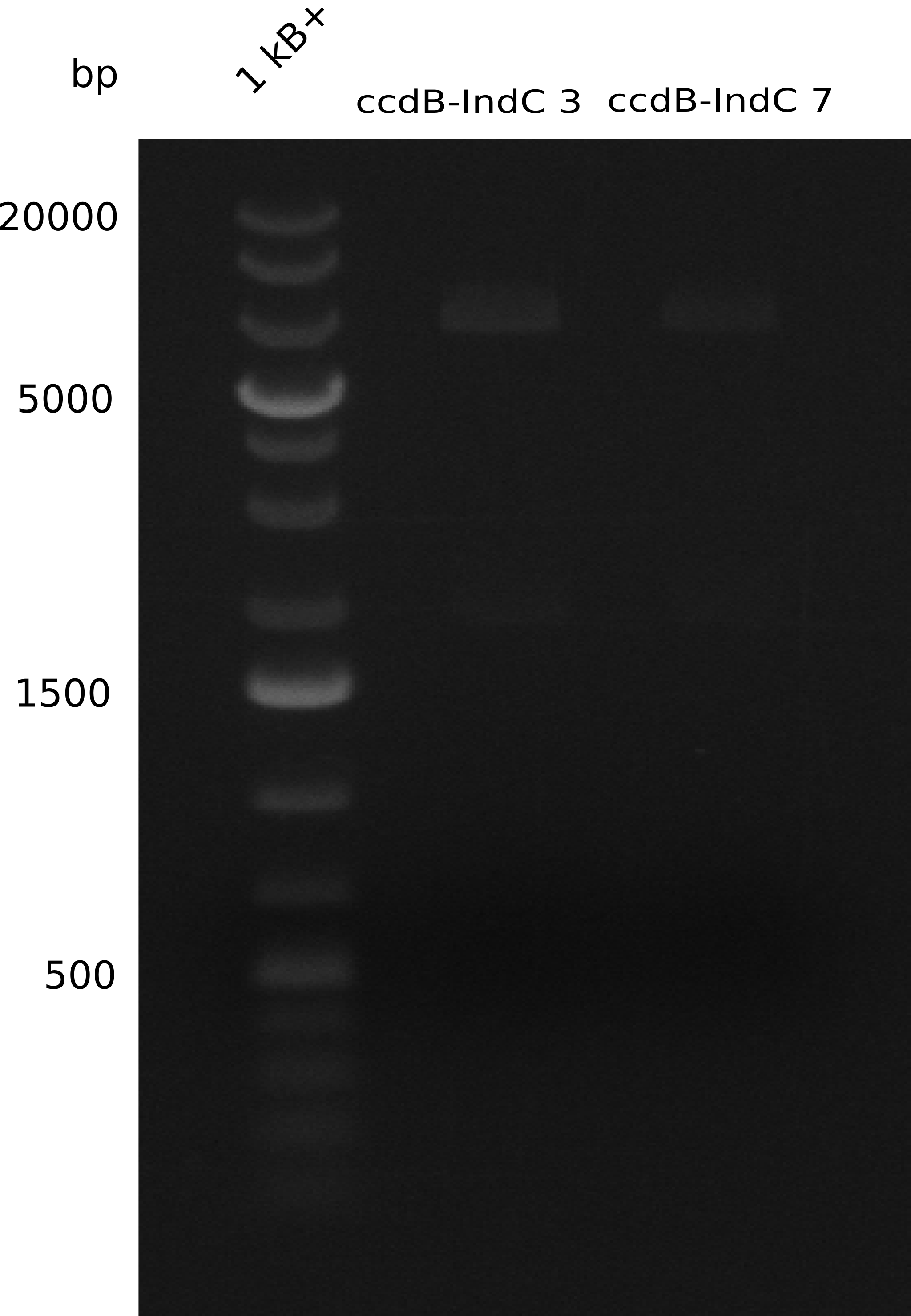Digests of ccdB-indC3 and 7 with Pst1 and EcoRI. Results were positive.