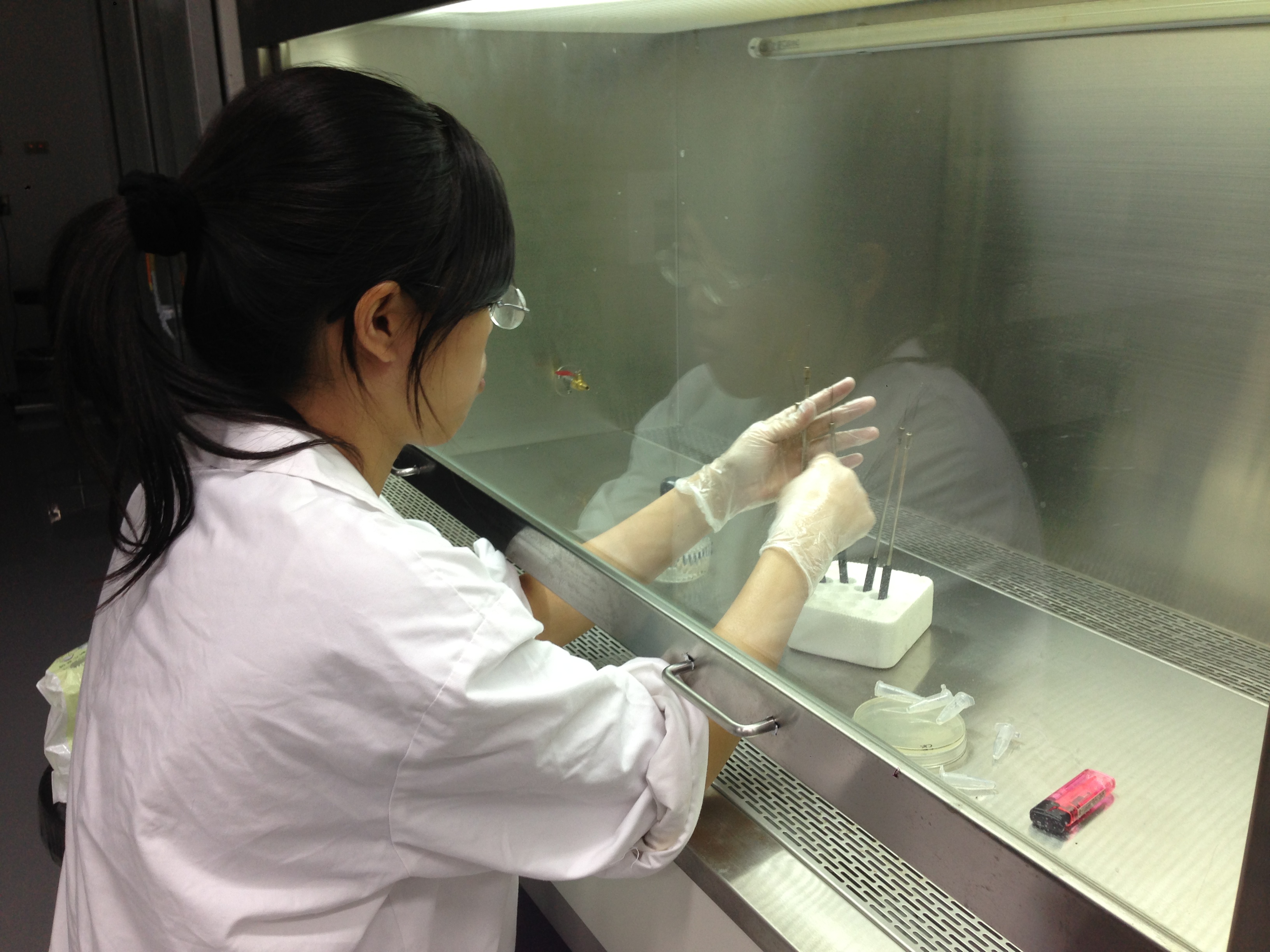 Fig 1. Standard clothing in the lab Researchers must wear lab coat , gloves and glasses ,and conduct experiments in the biosafety cabinet.