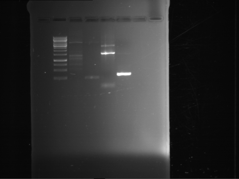TUM13 20130528 PCR F33 F34 F35 F36.png