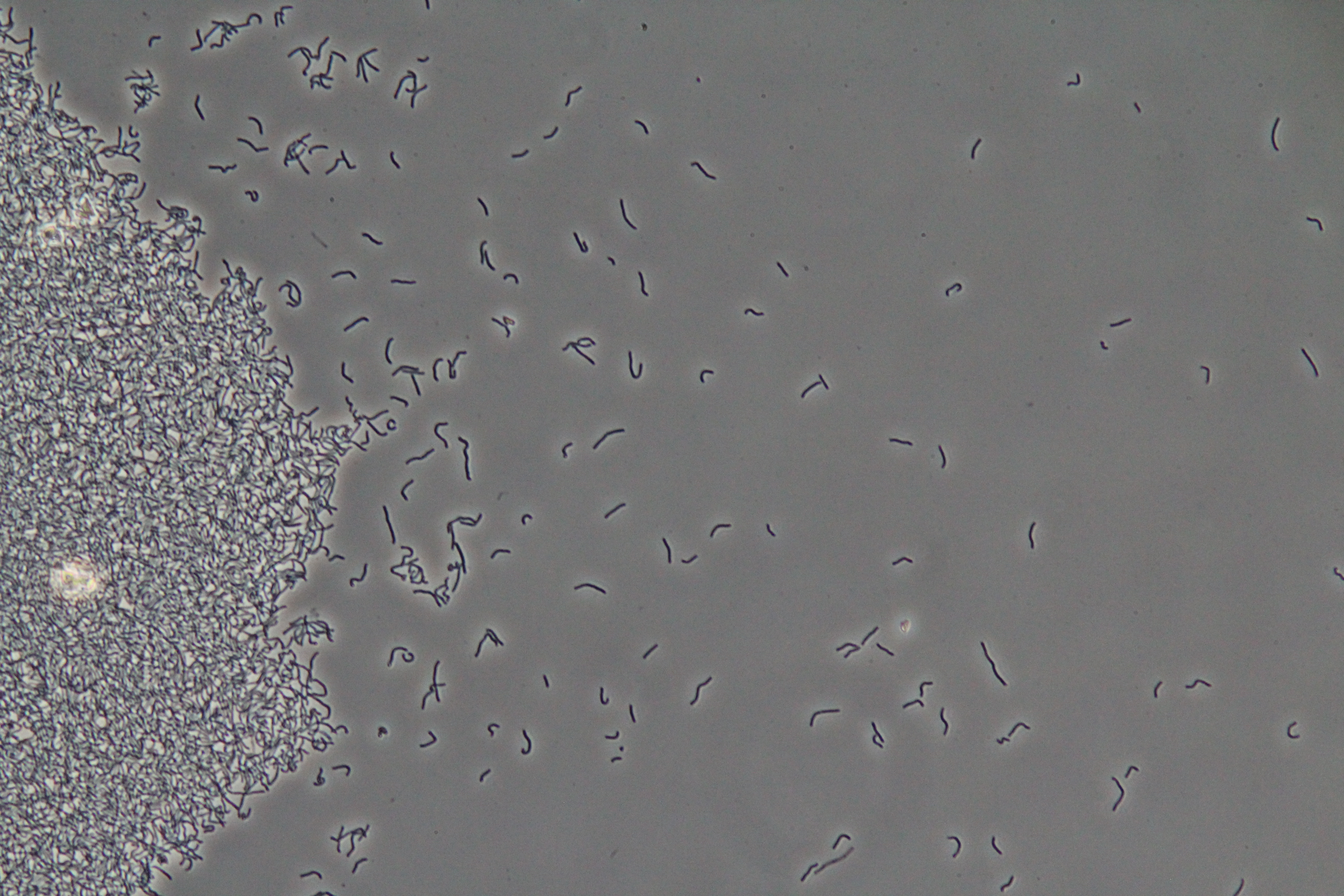 0012 - clump of WT bacillus  (phase contrast)