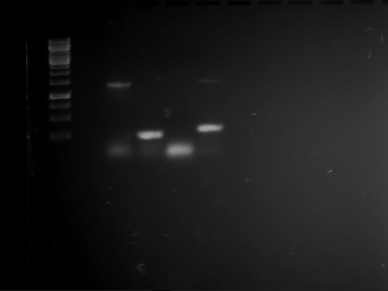TUM13 20130528 PCR P114 O62.O63 P114 O60.O61 P115 O58.O59 P51 O66.O67.png