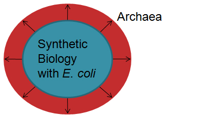 E coli and archaea expansion.jpg