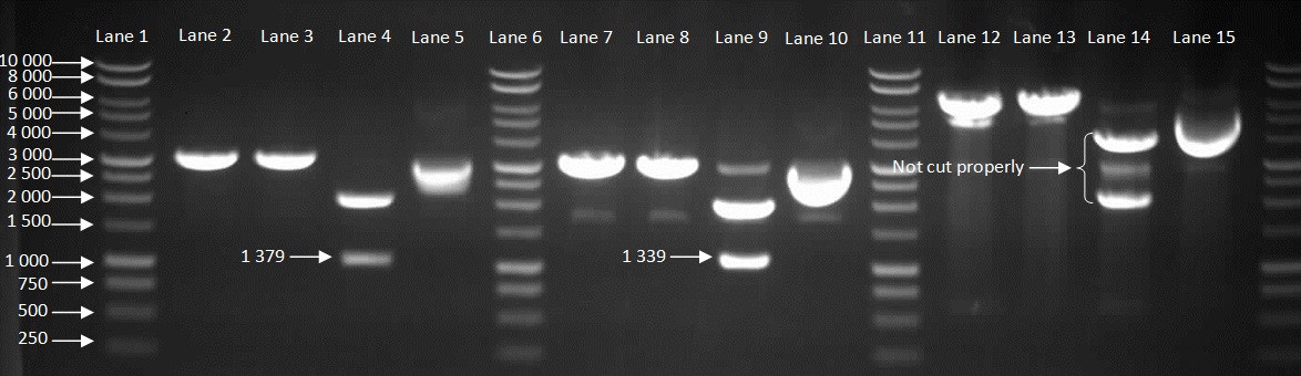 Barecillus august22 cloning HBsu(pSB1C3).jpg