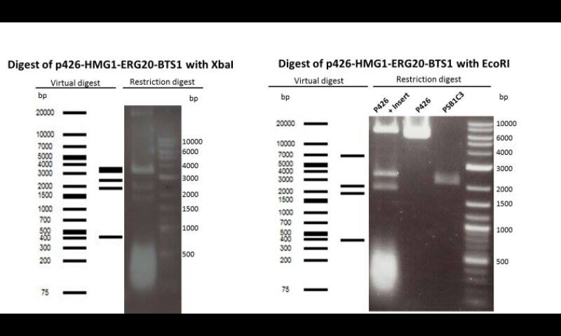 Digest of plasmid p426 (mevalonate) with and without insert.