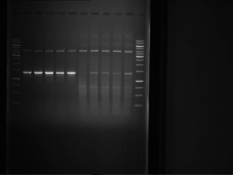 TUM13 20130530 grad PCR P143 O62.O63 GCbuffer standardbuffer.png