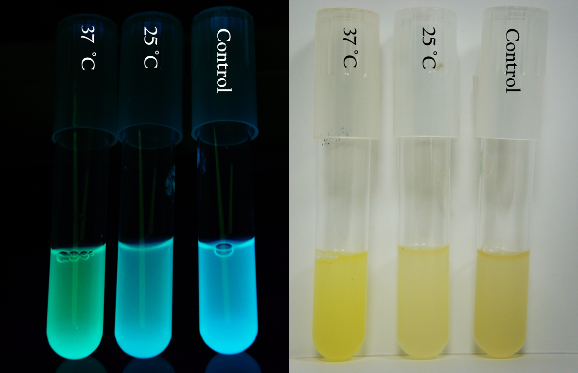 Figure 2. The differences between the level of GFP expressions can be easily observed under UV light.