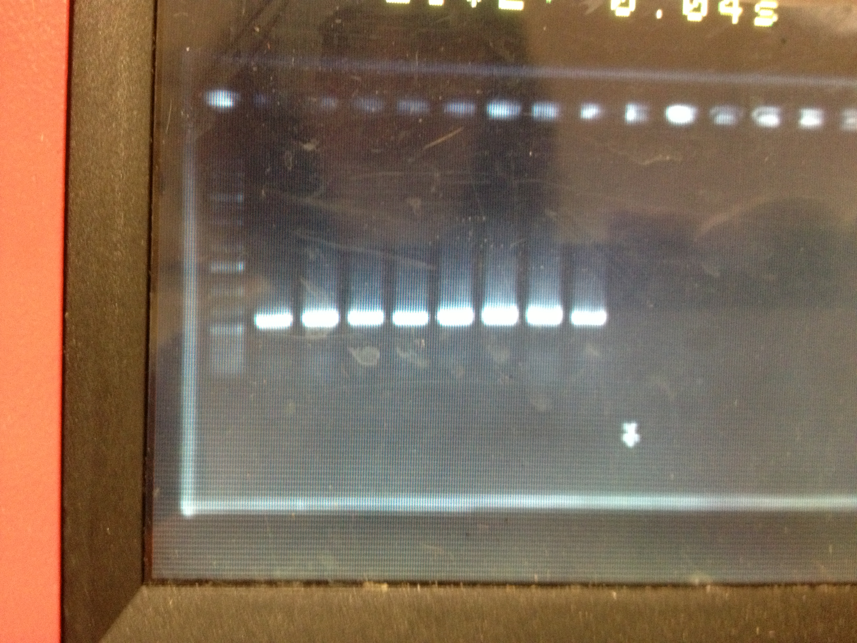 13-09-17 colony PCR pS013.2.JPG