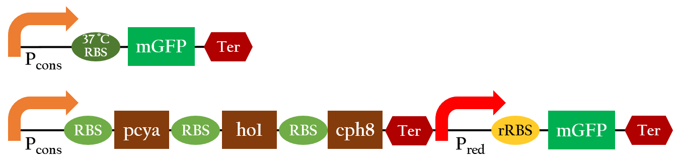 Figure 12. Notice that Pred includes a 37 °C RBS that is only activated above or at 37 °C.