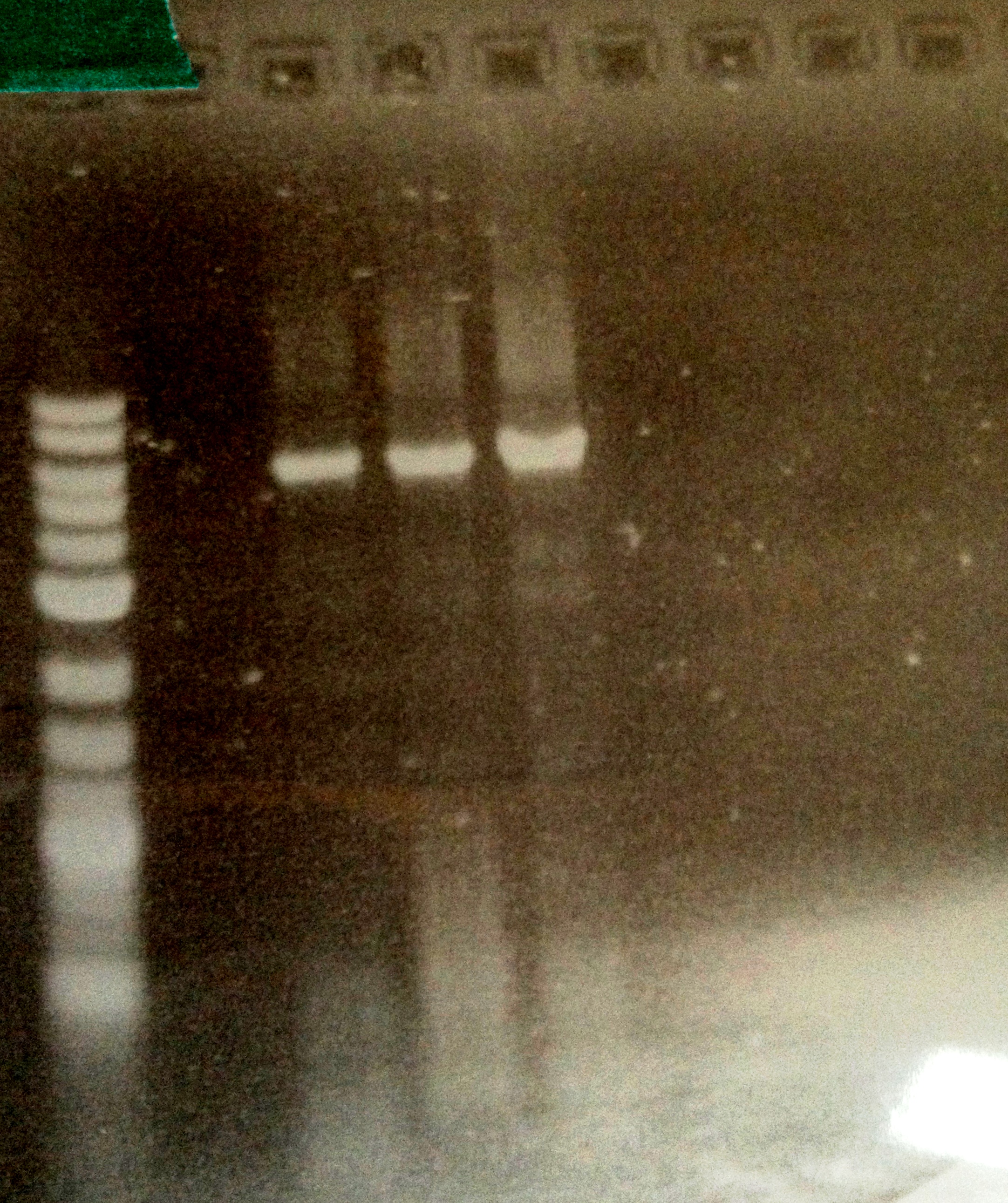 DUKE 5-27-13.PCR gRNA Att3.jpg