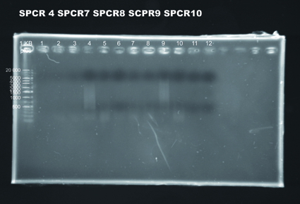 130808 SPCR4 SPR7 SPCR8 SCPR9 SPCR10.jpg