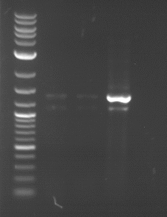 TUM13 20130630 anal gel PCR P143 pActin.png