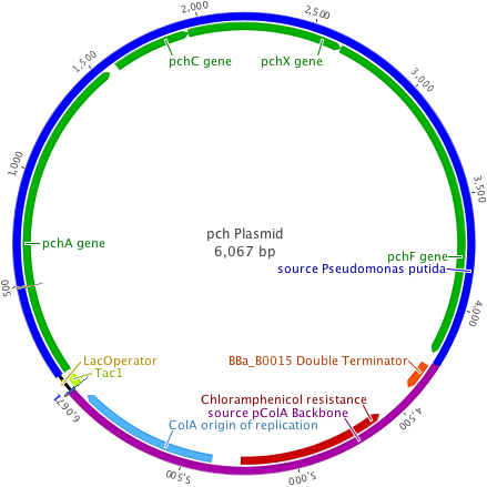 Pch plasmid.png