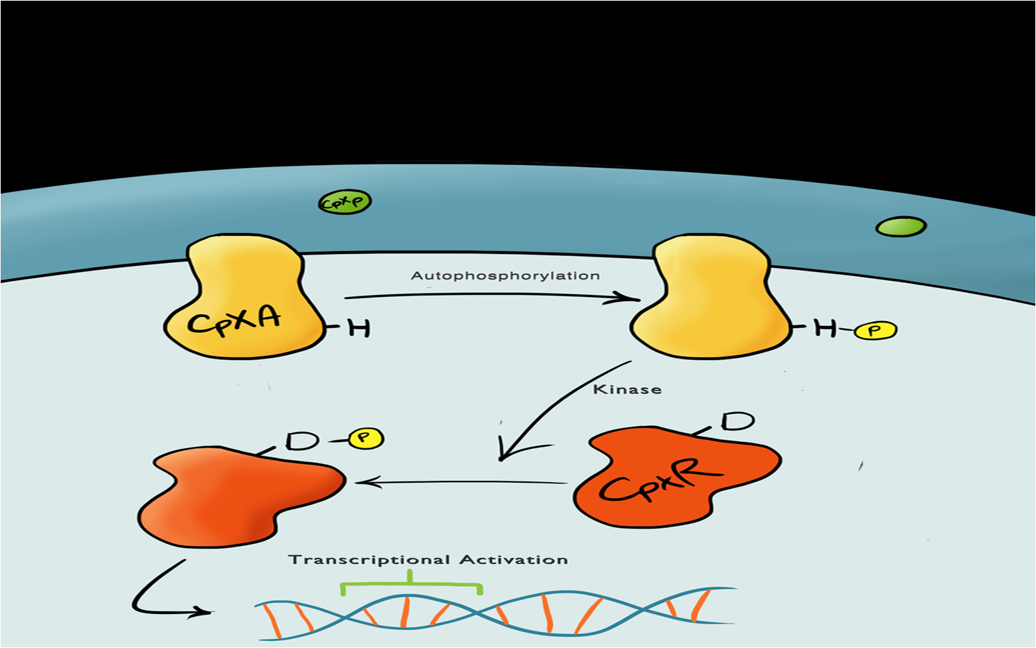 Cartoon schematic of the Cpx Pathway