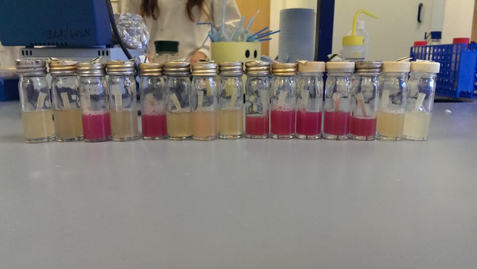 colours of our liquid cultures
