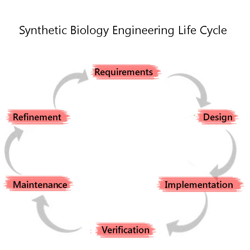 SyntheticBiologyEngineeringLifeCycle.jpg
