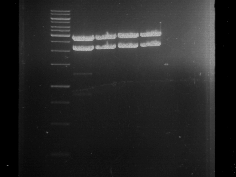 TUM13 20130424 PhytochromeB RFC25 AgeI NgoMIV.png