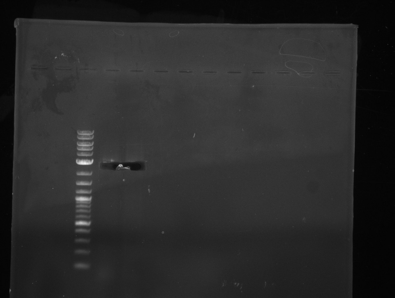 Bands cut out of PCR (amplification of pSB1C3)