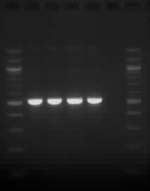 Igem PCR 230813.jpeg