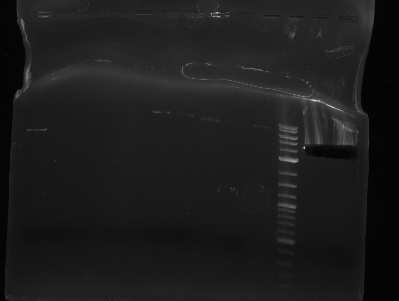 Bands cut out of PCR (amplification of bpsA (all))