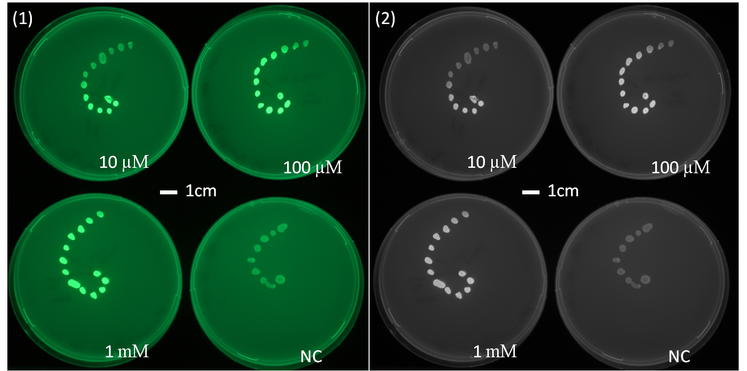 thumb  Figure . Spiral diffusion experiment after 23h of incubation using the J09855 construct and a GFP reporter.