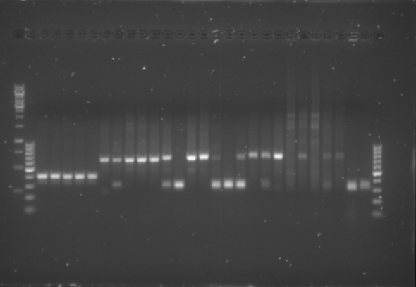 TU-Eindhoven Images PCR Colony Gel pET28a Construct 1 to 5.png