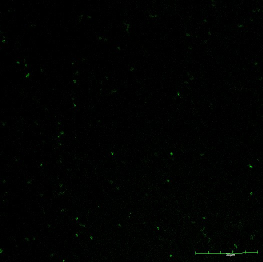 Ln12GFP.png