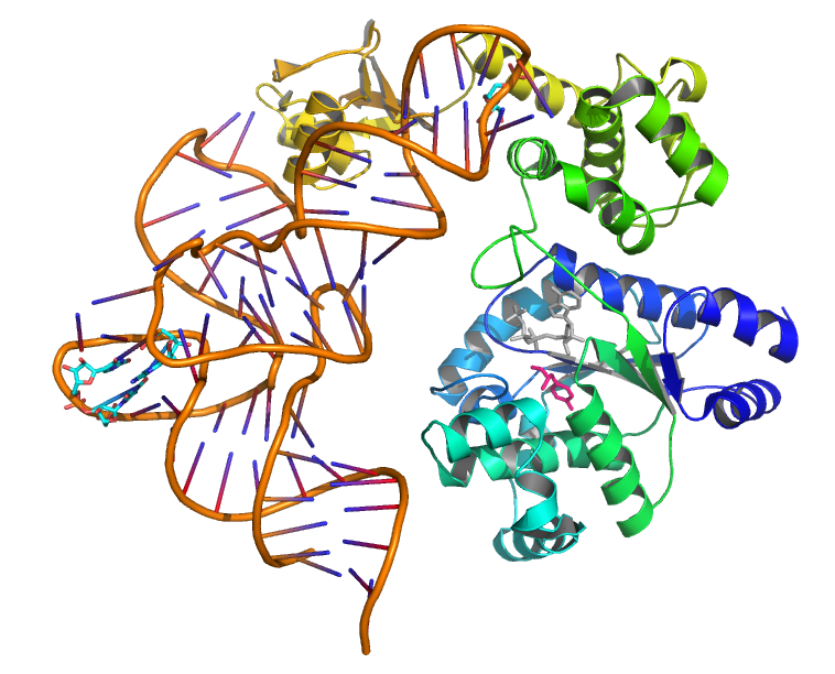 Tyrosyl-tRNA synthetase.png