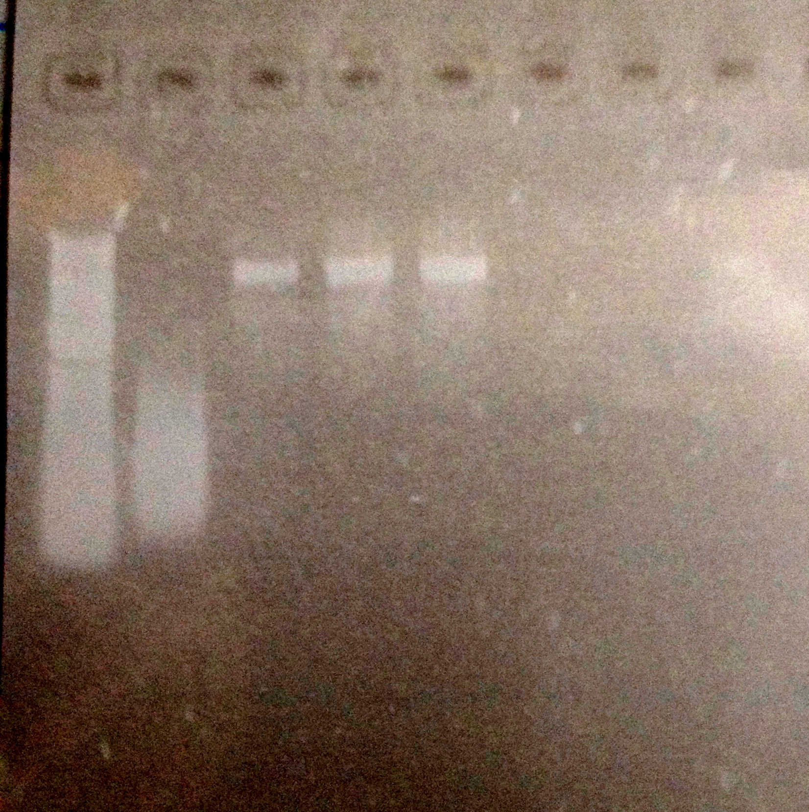 DUKE 5-29-13.PCR gRNA Att7.jpg