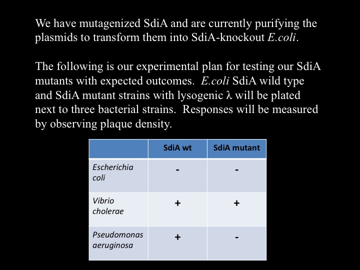 BYU planned experiment SdiAmutant.jpg