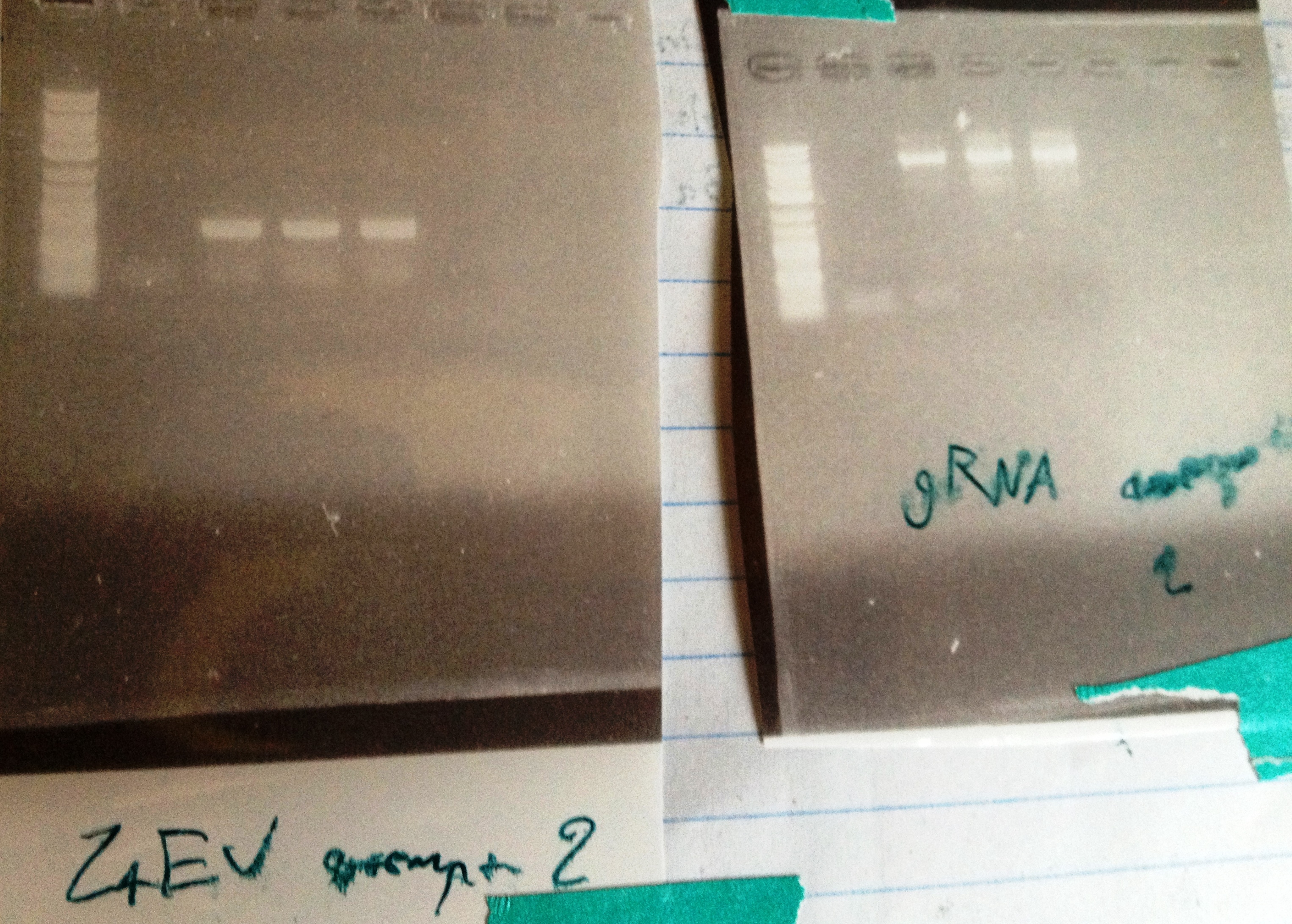 DUKE 5-24-13.PCR Z4EVp-gRNA Att2.jpg