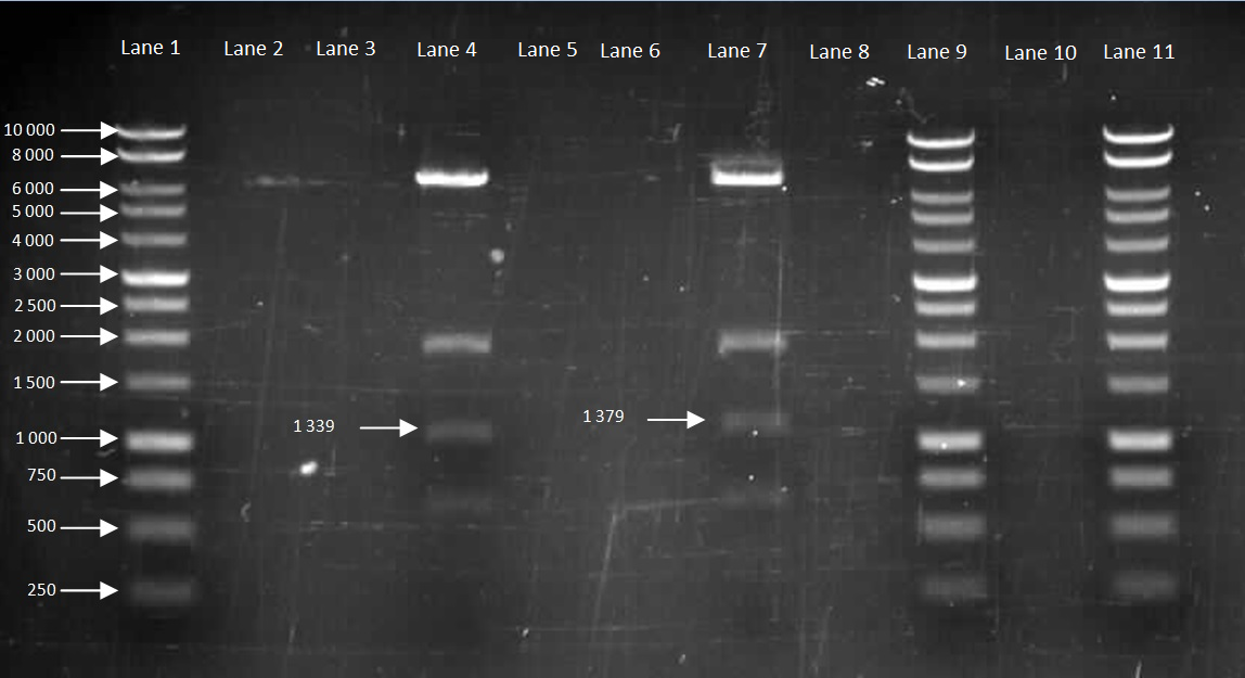 Barecillus august22 cloning(pMutin4).jpg