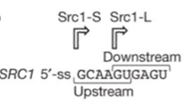 Figure3. The SRC intron with two splice sites.png