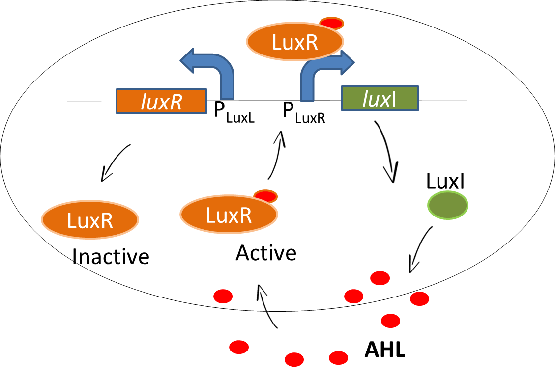 LuxR system.png