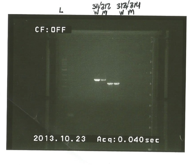 PCR gel cloning.jpg