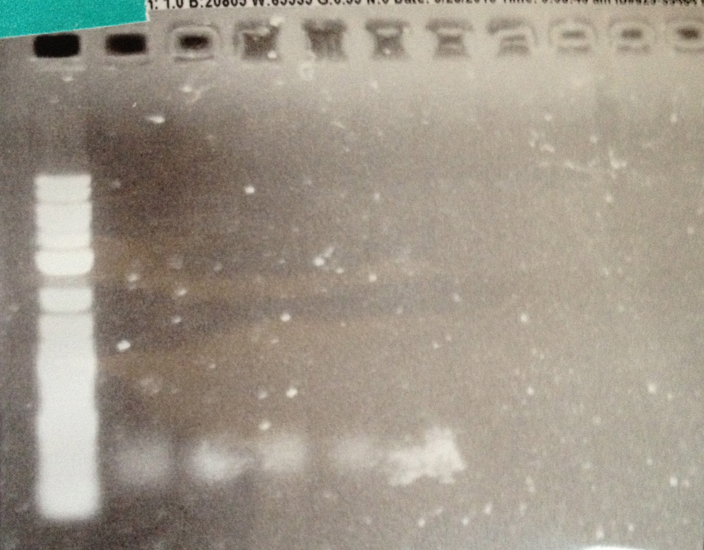 DUKE 5-27-13.PCR Z4EVp Att3.jpg