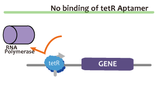 No-binding-of-tetR-aptamer.png